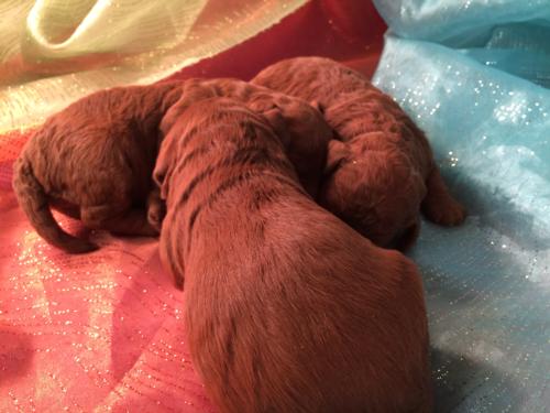 Professional Mini Goldendoodle Breeder in Iowa has litter of Dark red Puppies for sale